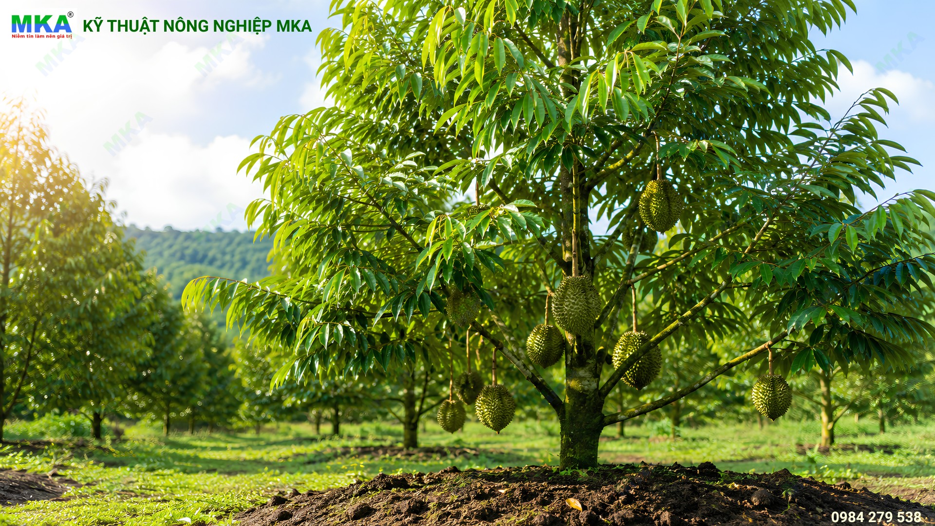 amino acid giúp cây trồng phục hồi và xanh lá